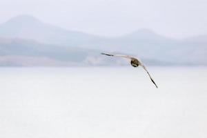 albatros royal du nord survolant la péninsule d'otago photo