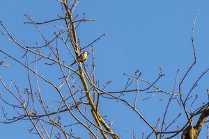 Mésange charbonnière se percher dans un arbre en profitant du soleil d'hiver photo