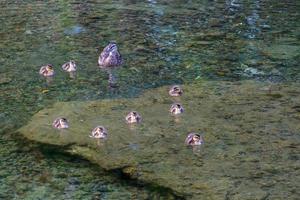 colvert femelle avec poussins photo