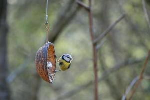 Mésange bleue accrochée à une coquille de noix de coco dans le soleil du printemps tôt le matin photo