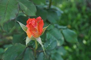 une rose - arbuste à fleurs vivaces du genre rosa rosaceae photo