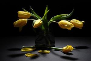 tulipes jaunes dans un vase, sur fond noir, photo