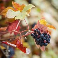 raisins noirs mûrissant sur la vigne
