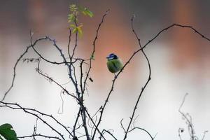 Mésange bleue perchée sur une bruyère photo