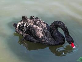 cygne noir adulte photo