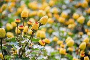 plante de cresson à fleurs fraîches, spilanthes oleracea photo