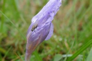 fleur de safran sauvage avec une mouche photo