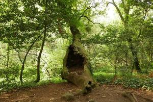 photos du bois enchanté à cangas, pontevedra