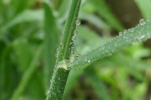 gouttes de pluie sur les feuilles d'herbe verte photo