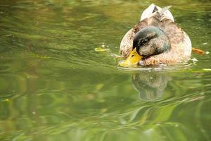 portrait de canard sauvage photo