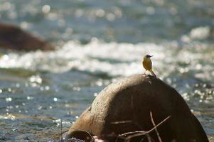 un oiseau sur une pierre sur un fond de paysage photo