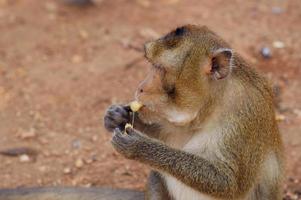 gros plan de singe photo premium de haute qualité