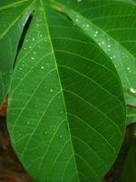 portrait d'une plante de manioc avec appareil photo pour smartphone, montrant la saison des pluies sous les tropiques, la cuticule sur les feuilles et les gouttes d'eau sur les feuilles.