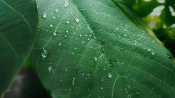 portrait d'une plante de manioc avec appareil photo pour smartphone, montrant la saison des pluies sous les tropiques, la cuticule sur les feuilles et les gouttes d'eau sur les feuilles.