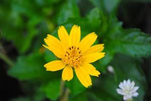 les fleurs d'herbe sont très similaires aux tournesols, jaune vif. photo