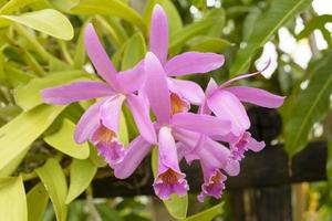 cattleya est un genre de 113 espèces d'orchidées du costa rica et des antilles au sud de l'argentine. photo