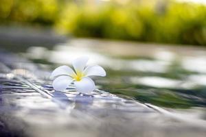 fleurs de plumeria au bord de la piscine photo