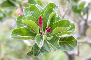 la rose du désert est une fleur aux couleurs vives. les roses du désert sont des fleurs thaïlandaises. photo