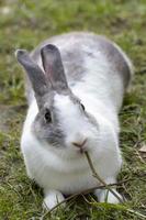 les lapins sont de petits mammifères. lapin est un nom familier pour un lapin. photo