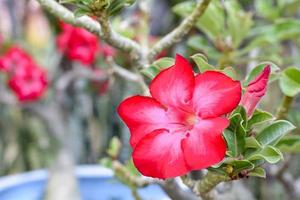 la rose du désert est une fleur aux couleurs vives. les roses du désert sont des fleurs thaïlandaises. photo