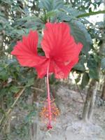 fleur d'hibiscus rouge photo