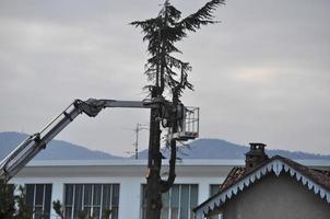 jardinier méconnaissable élaguant un arbre photo