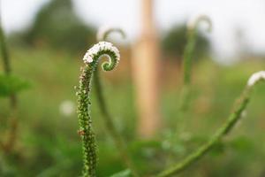 fleur d'héliotropium indicum dans le champ. photo