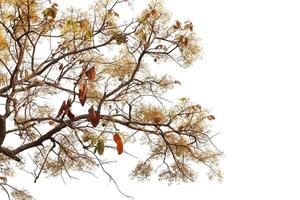 shorea siamensis dans la forêt. arbre avec feuilles et fleurs isolés sur fond blanc. photo