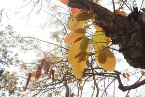 shorea siamensis dans la forêt. arbre avec des feuilles et des fleurs. photo