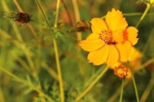 cosmos jaune ou fleur d'aster mexicain avec abeille le matin. photo