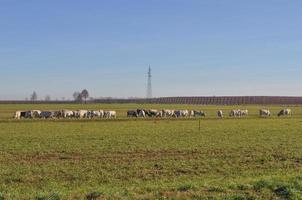 bovins vaches dans l'herbe dans un pré photo