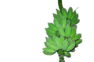 bananes vertes dans le jardin sur le bananier agriculture plantation fruits d'été isolés sur fond blanc avec un tracé de détourage. photo