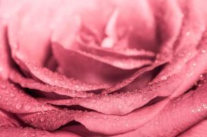 couleur douce de rose rose, fond floral naturel de couleur romance photo
