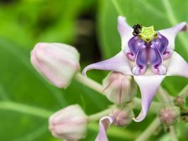 fleur de couronne violette dans le jardin photo