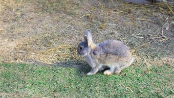 lapin gris mignon avec une belle couleur de lièvre regardant vers la gauche. photo