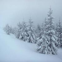 arbres de paysage d'hiver dans le gel photo