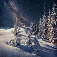 randonnée des étoiles laitières dans les bois d'hiver. carpates, ukraine, europe photo