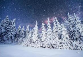 randonnée des étoiles laitières dans les bois d'hiver. carpates, ukraine, europe photo