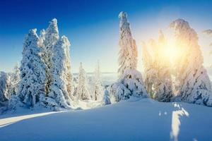 arbre couvert de neige d'hiver magique. carpates ukraine europe photo