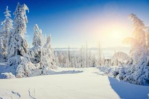 arbre couvert de neige d'hiver magique. carpates, ukraine, europe photo