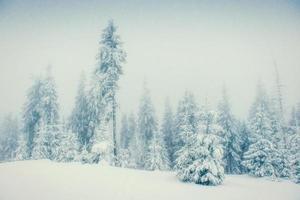 arbres de paysage d'hiver dans le gel et le brouillard photo