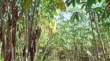 plante de légumes de manioc feuilles vertes vibrantes. fermer photo