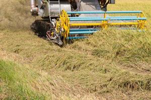 récolte du riz sur le terrain avec des véhicules modernes photo