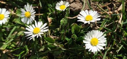 marguerite dans l'herbe photo