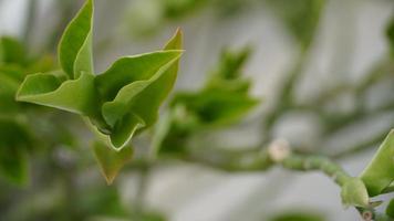 image de feuille verte dans la plante photo