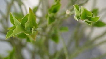 image de feuille verte dans la plante photo