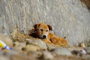 un joli chien assis sur l'image de la route photo