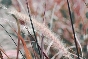 épillets d'herbe sèche gloden dans une mise au point douce dans le gros plan du soleil couchant. fond naturel. -image photo