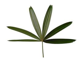 feuilles fraîches de palmier de bambou ou rhapis excelsa sur fond blanc. photo