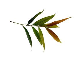 Syzygium oleana arbre ou feuille sur fond blanc photo